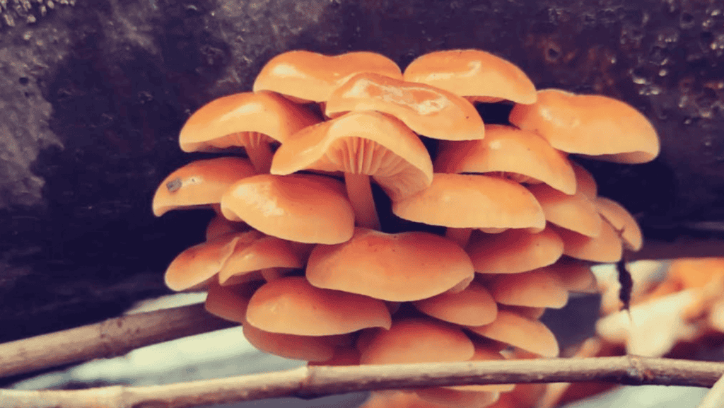mushrooms on a tree