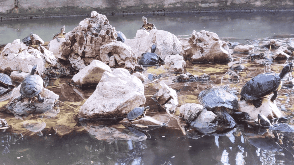 Turtles in The National Garden