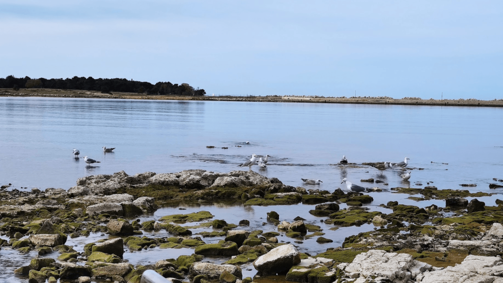 Seagulls at the beach in Umag.