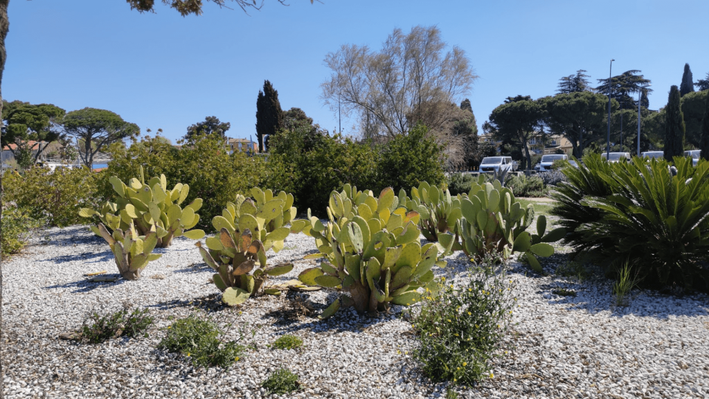 Succulents in the park of Umag.